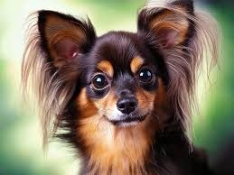 Droogvoer - Russian Toy